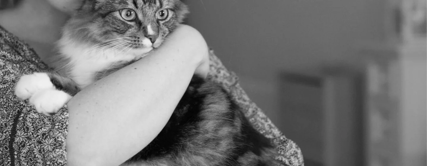 Harmony in Every Purr